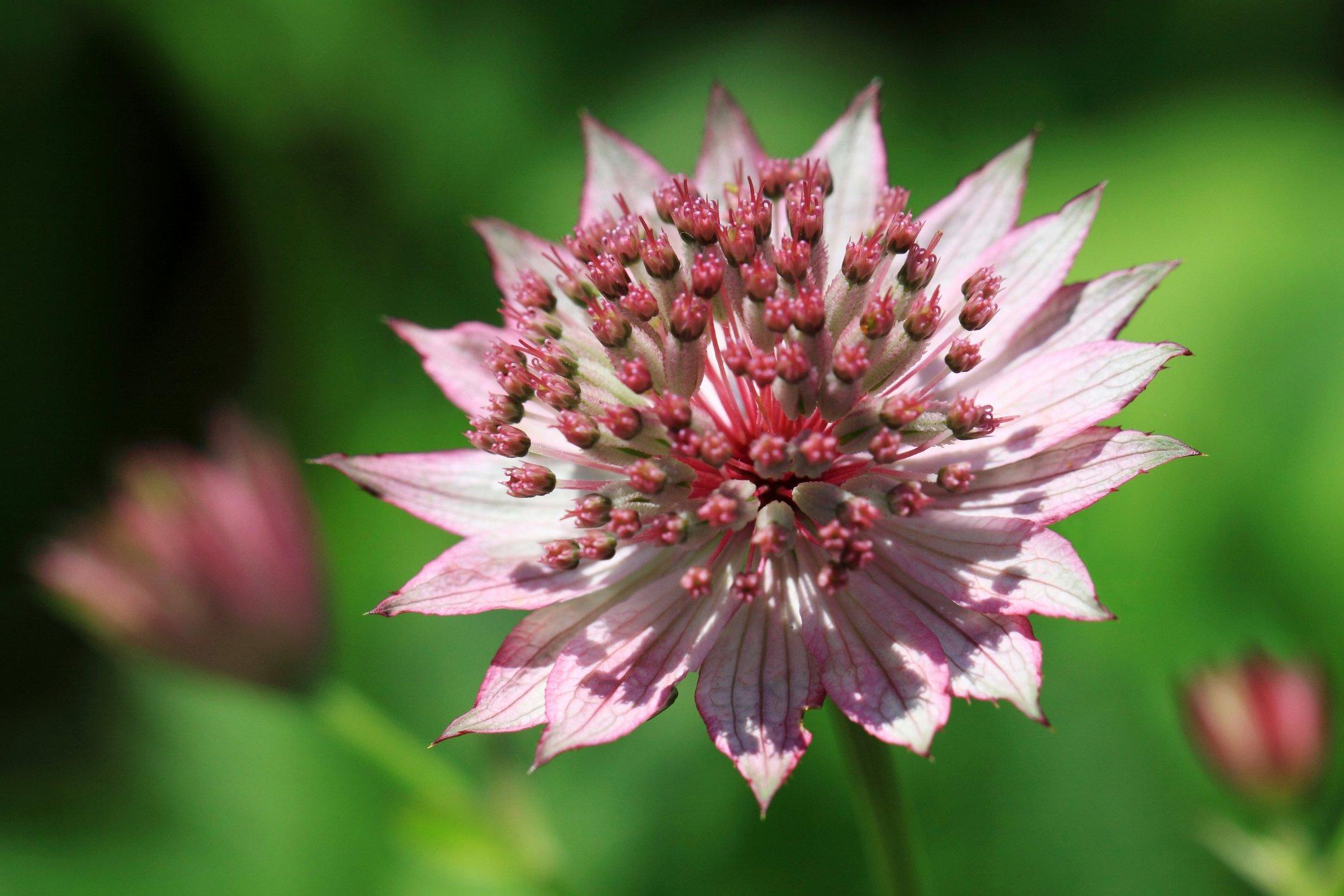 astrantia_major