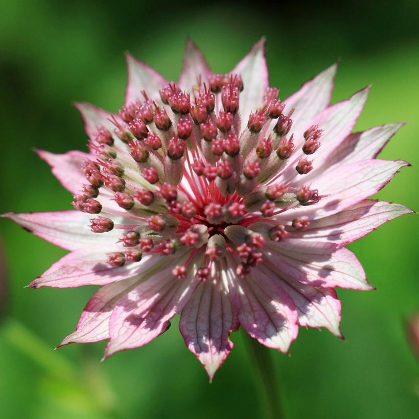 astrantia_major