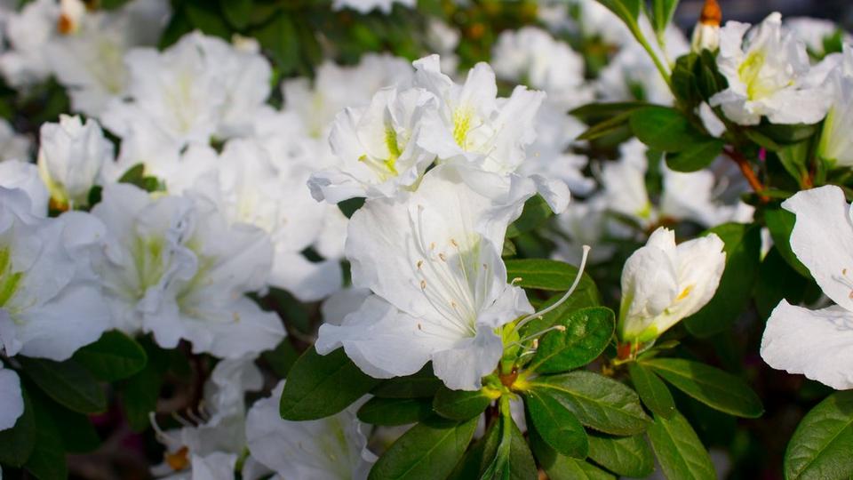 azalea-white-flowers