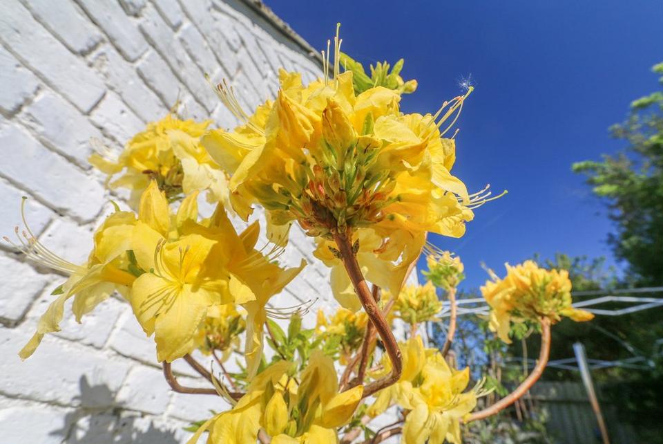 azalea-yellow-flowers