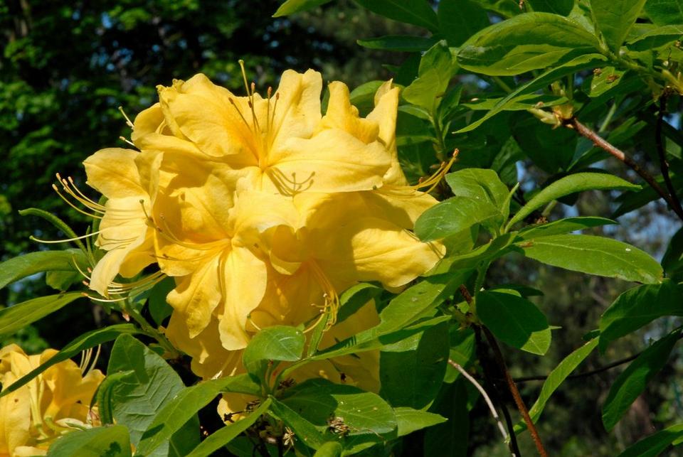 azalea-yellow-single-flower