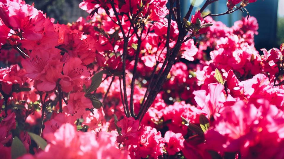 azaleas-pink-flower