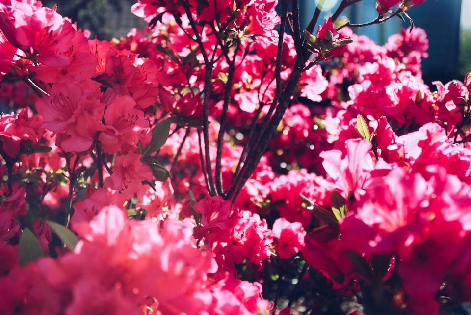 azaleas-pink-flower