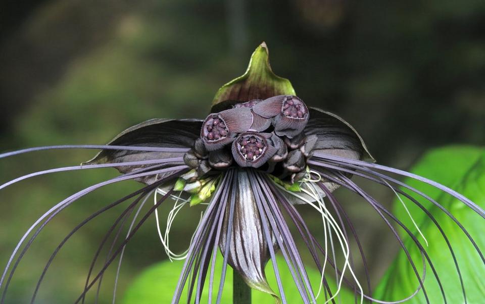 bat-flower-interflora