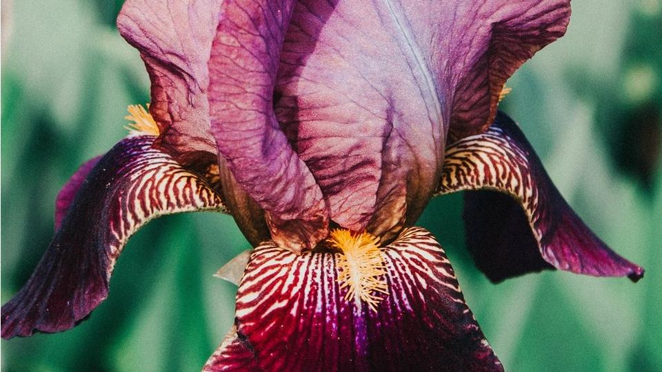 bearded-irises