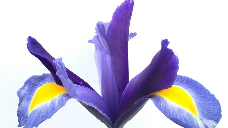 beardless-irises