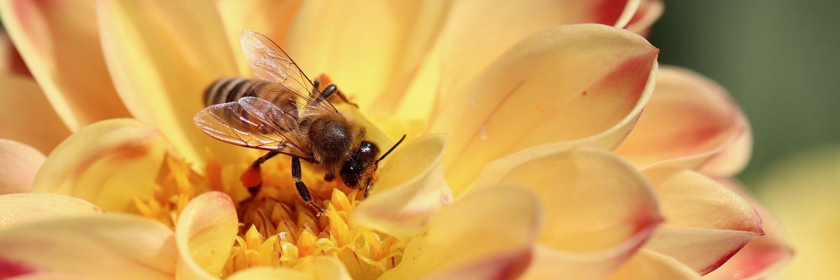 bee-on-dahlia