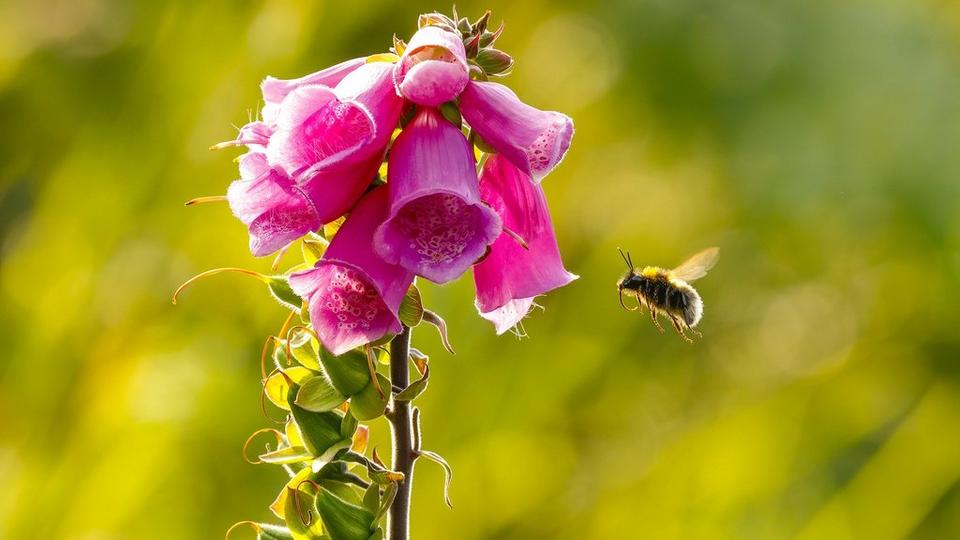 bee-on-foxglove