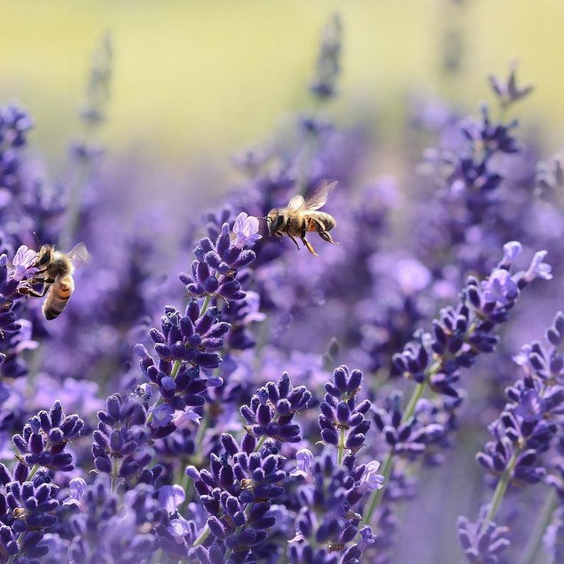 bees-on-lavender