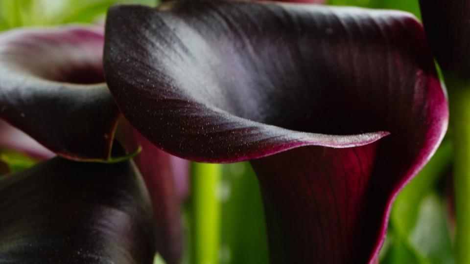 black-calla-lily-flower
