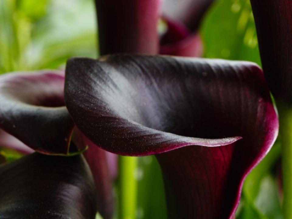 black-calla-lily-flower