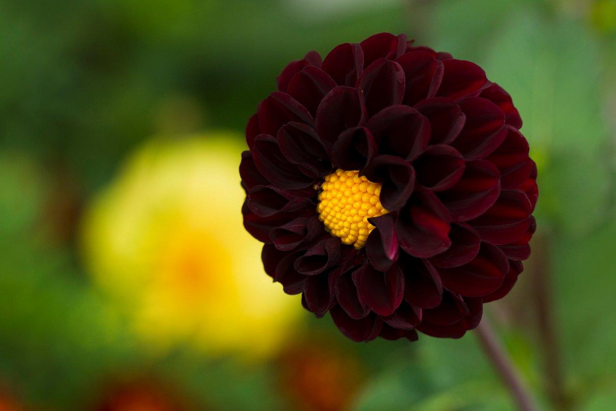 black-dalia-interflora