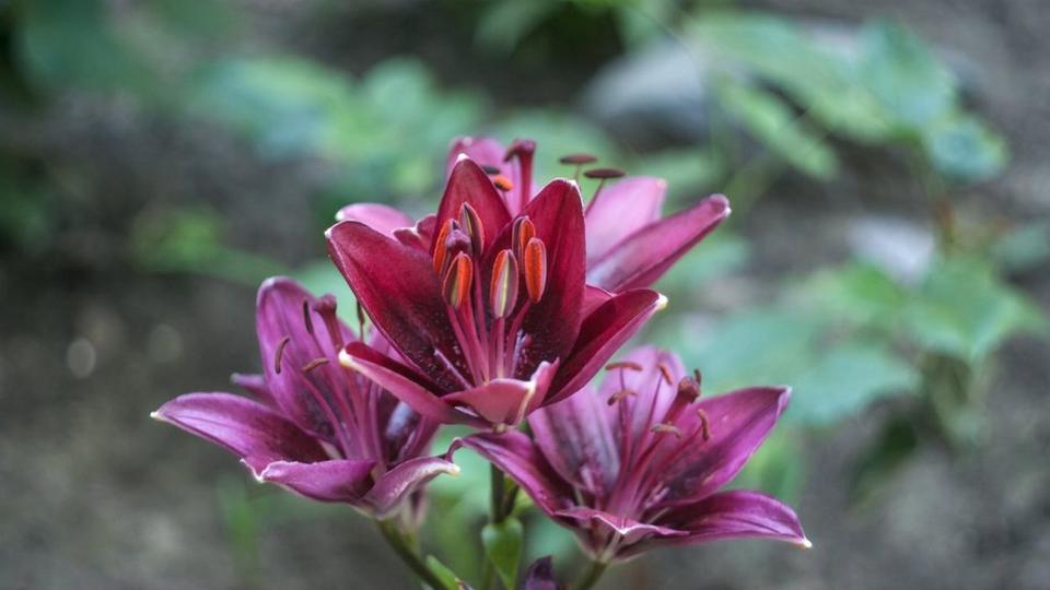 black-daylilly-interflora