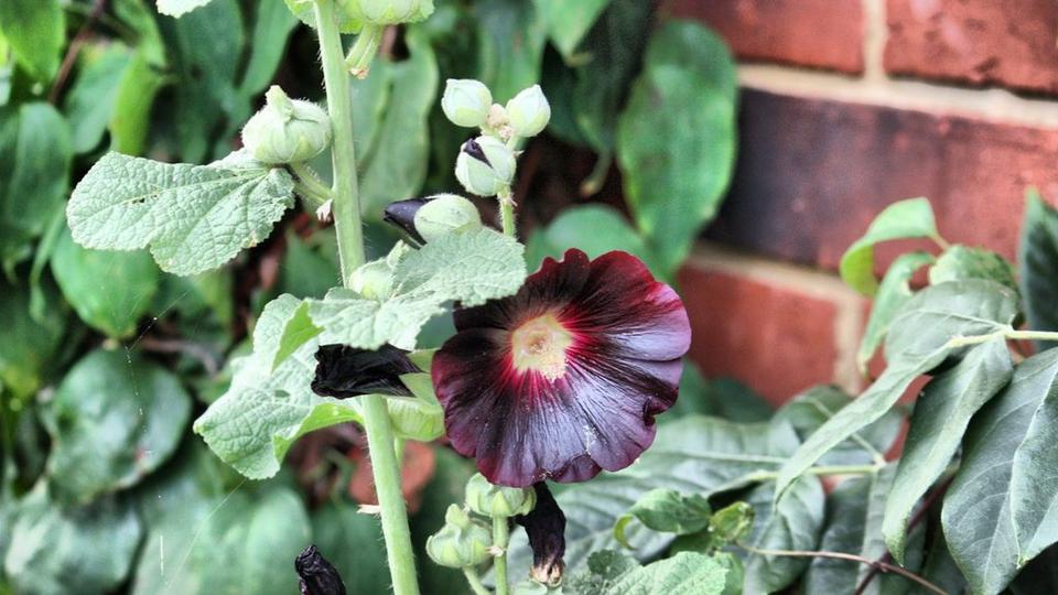 black-hollyhock-flower-interflora