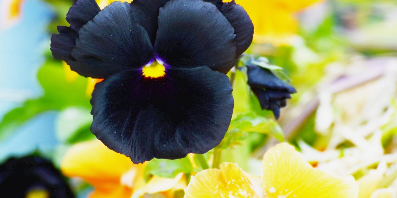 black-pansies-interflora