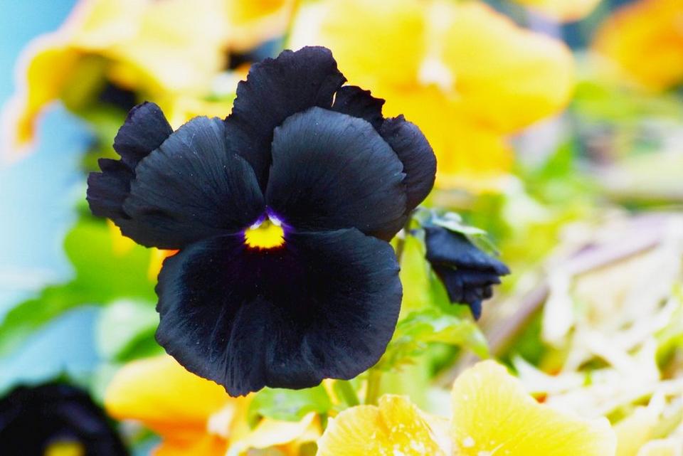 black-pansies-interflora