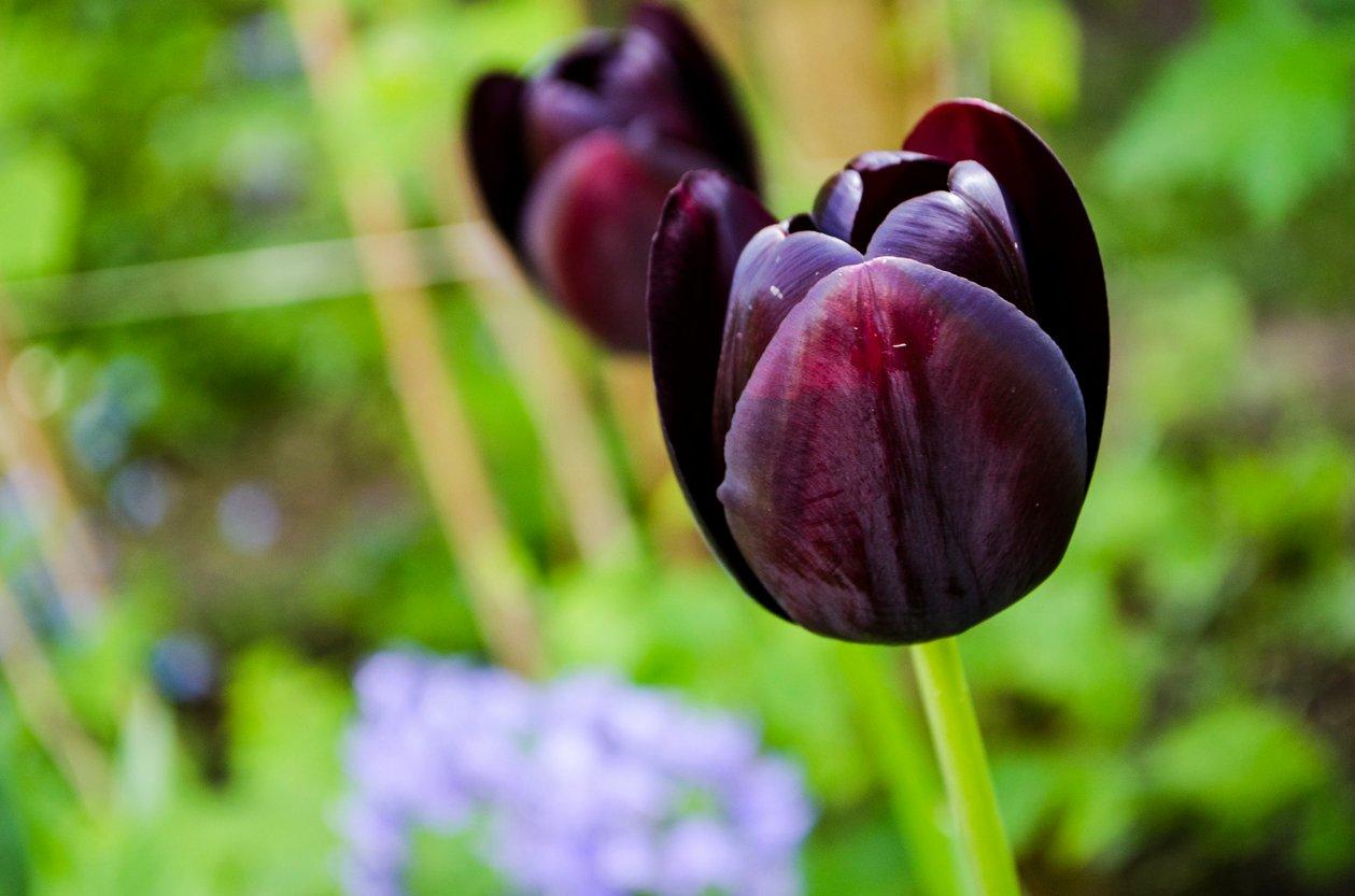 black-tulips-queen-of-the-night