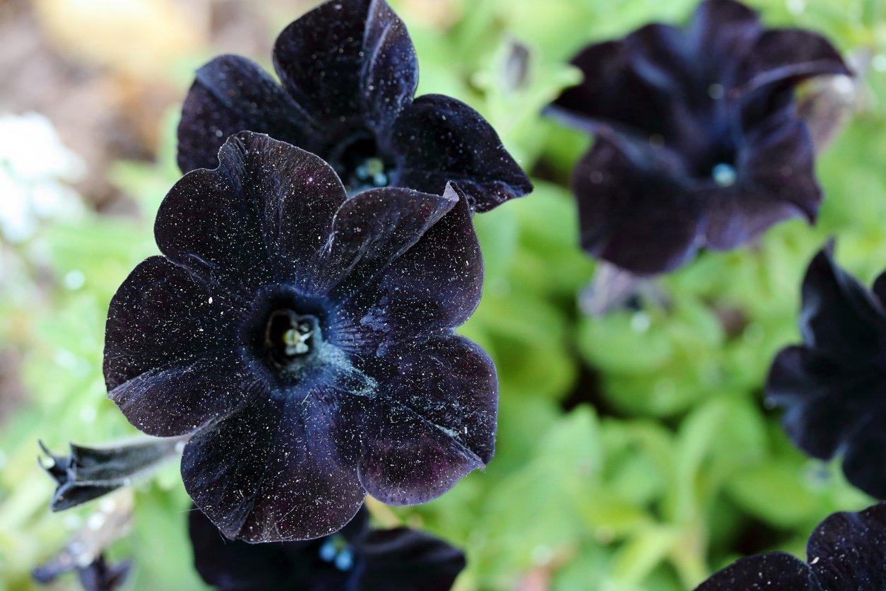black-velvet-petunia