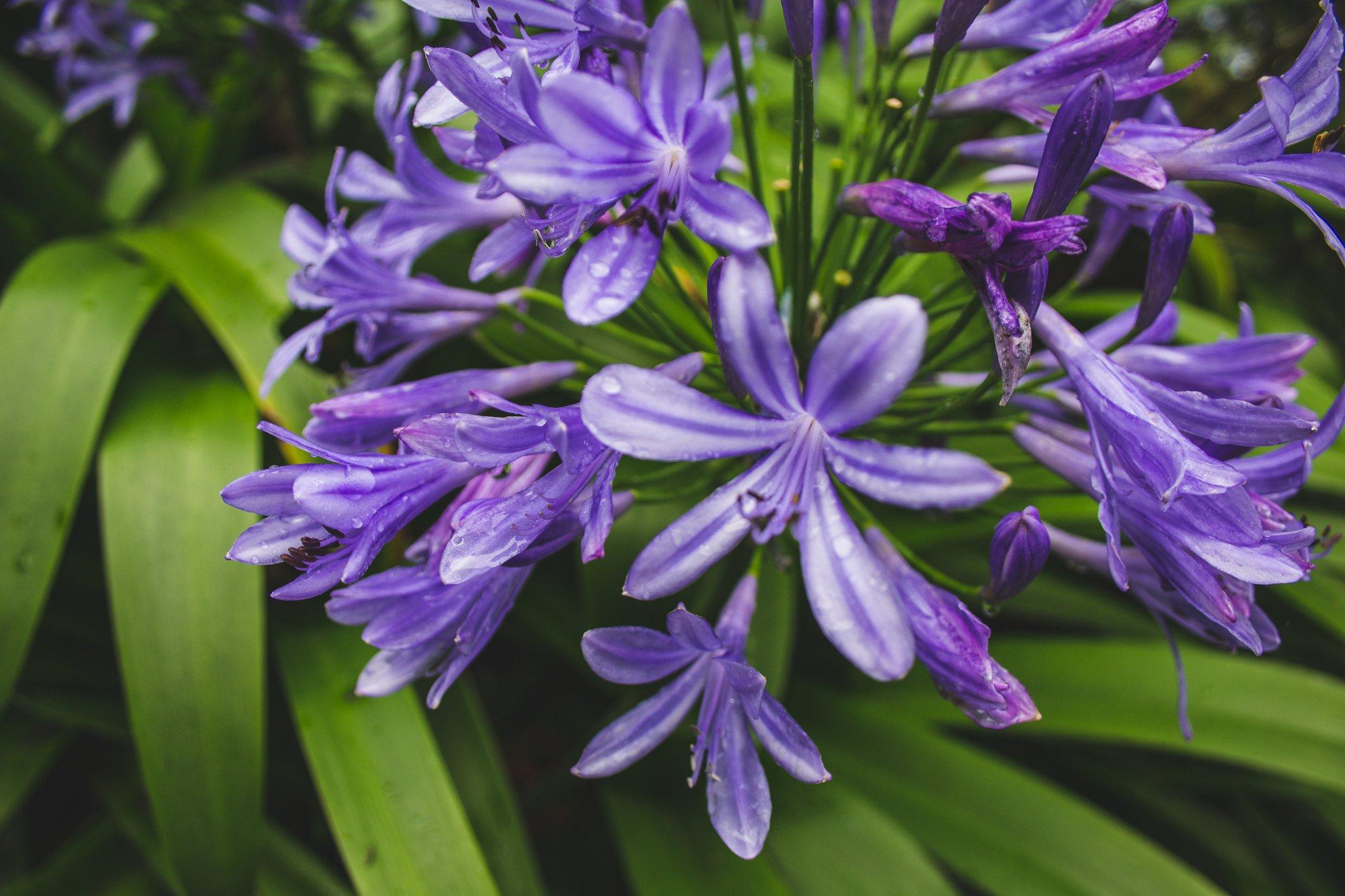 blue-agapanthus-flowers