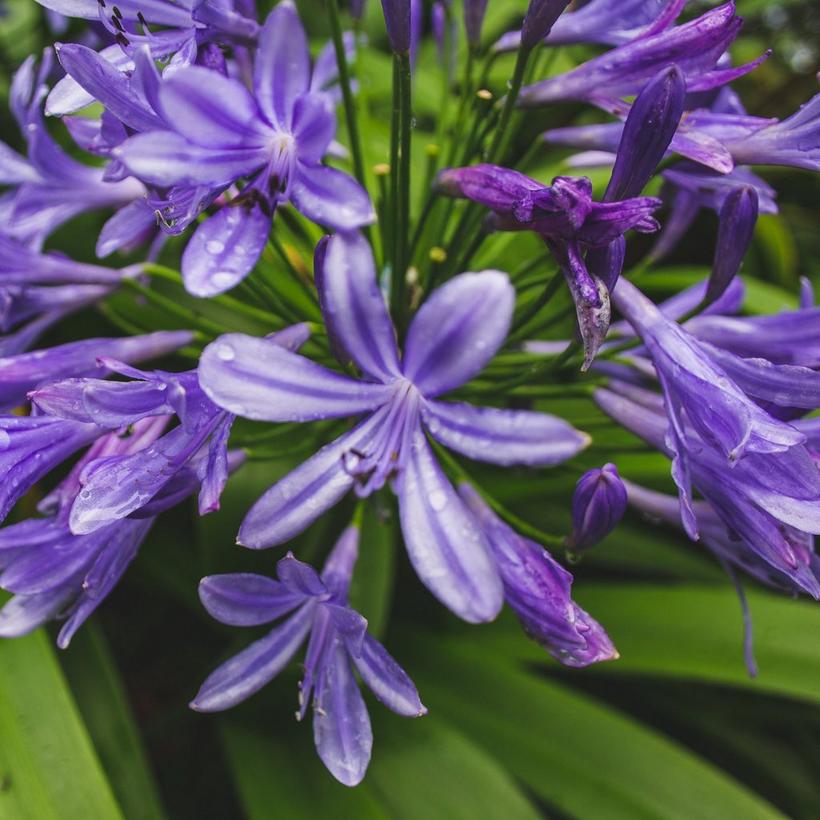 blue-agapanthus-flowers