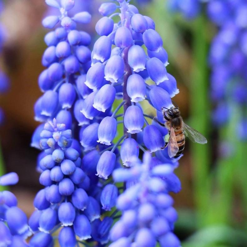 blue-hyacinth-with-bee