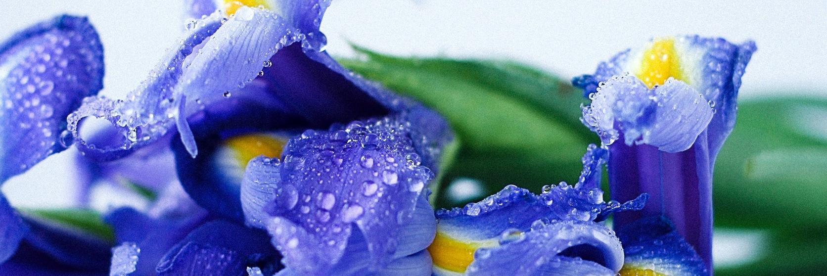 blue-irises