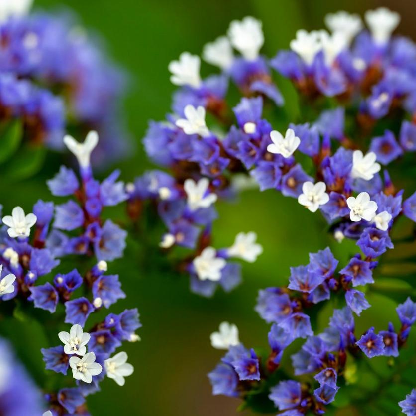 blue-statice-flowers