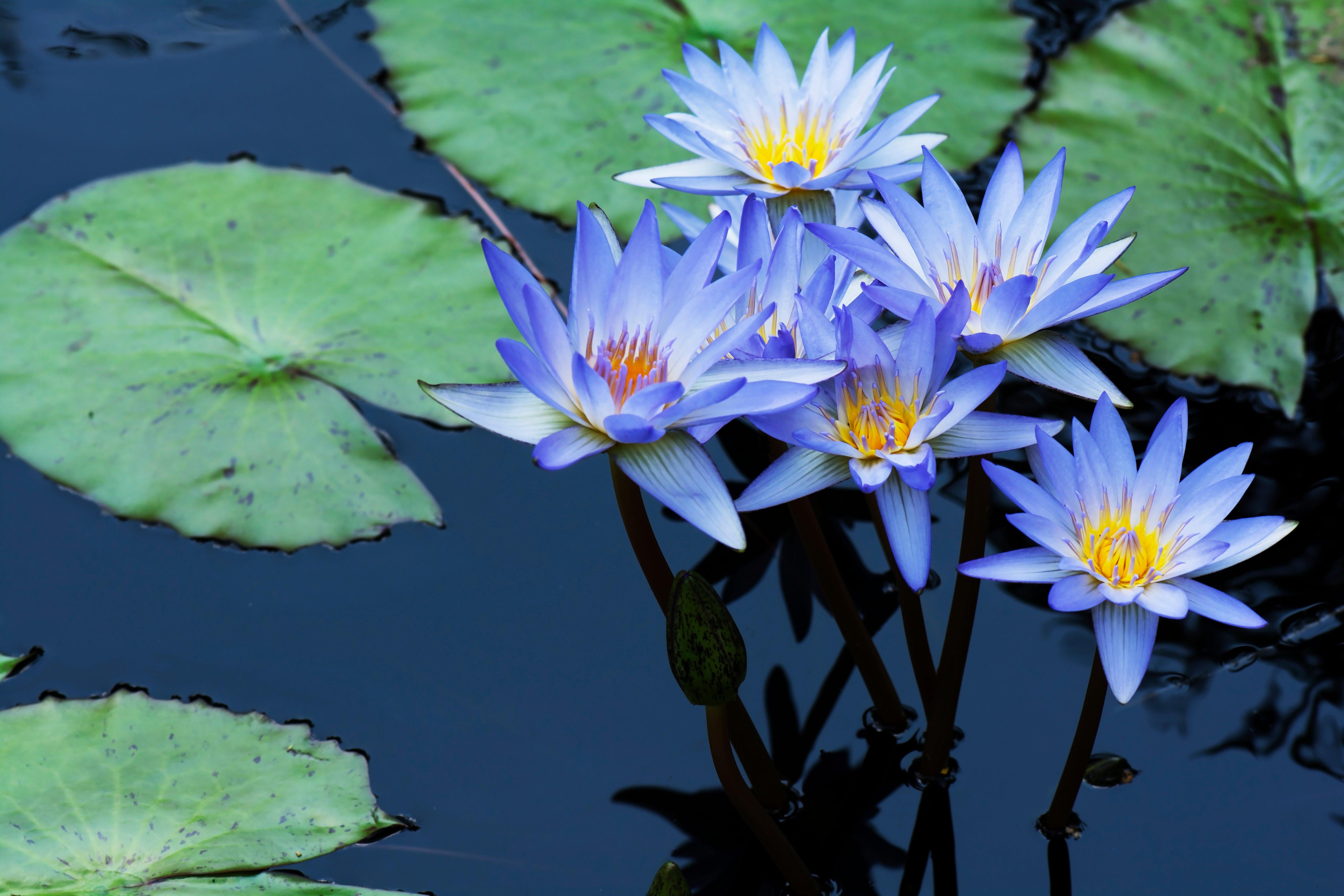 blue-water-lily