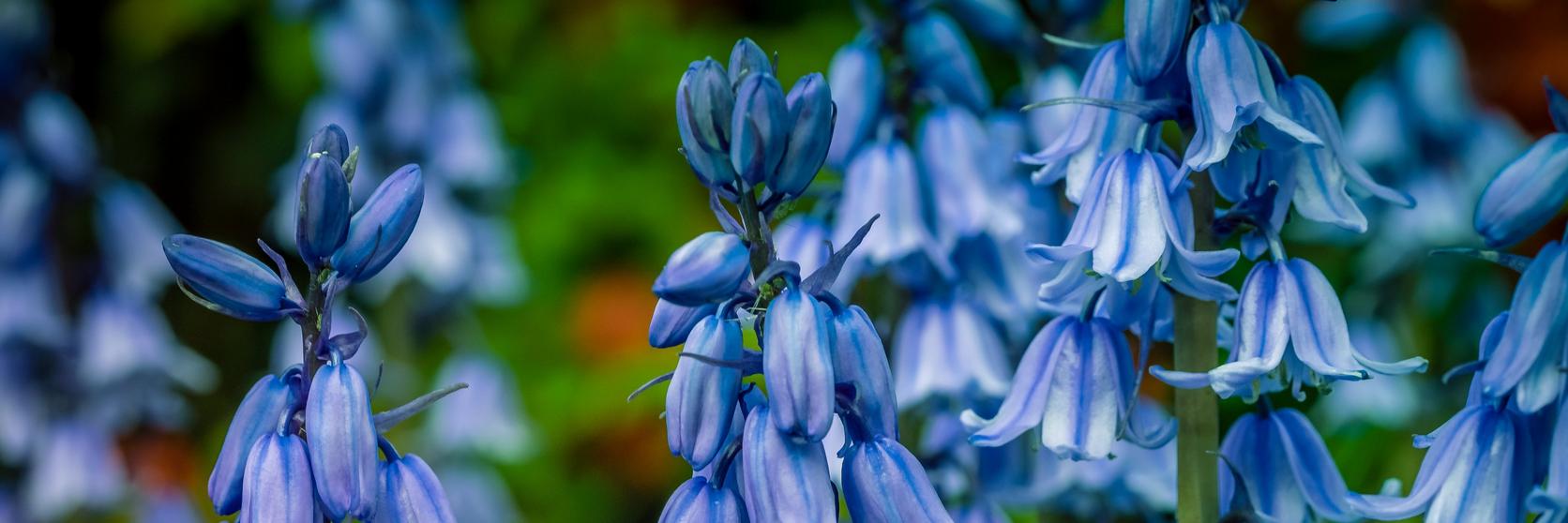 bluebell-blue-flowers