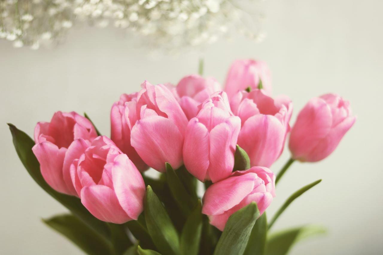 bouquet-tulips-pink-flowers