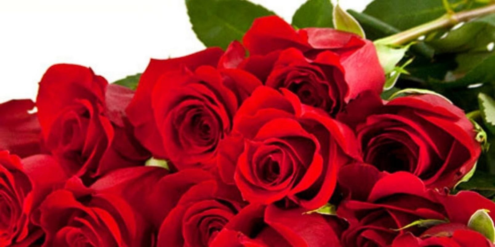 bunch-red-roses-white-background