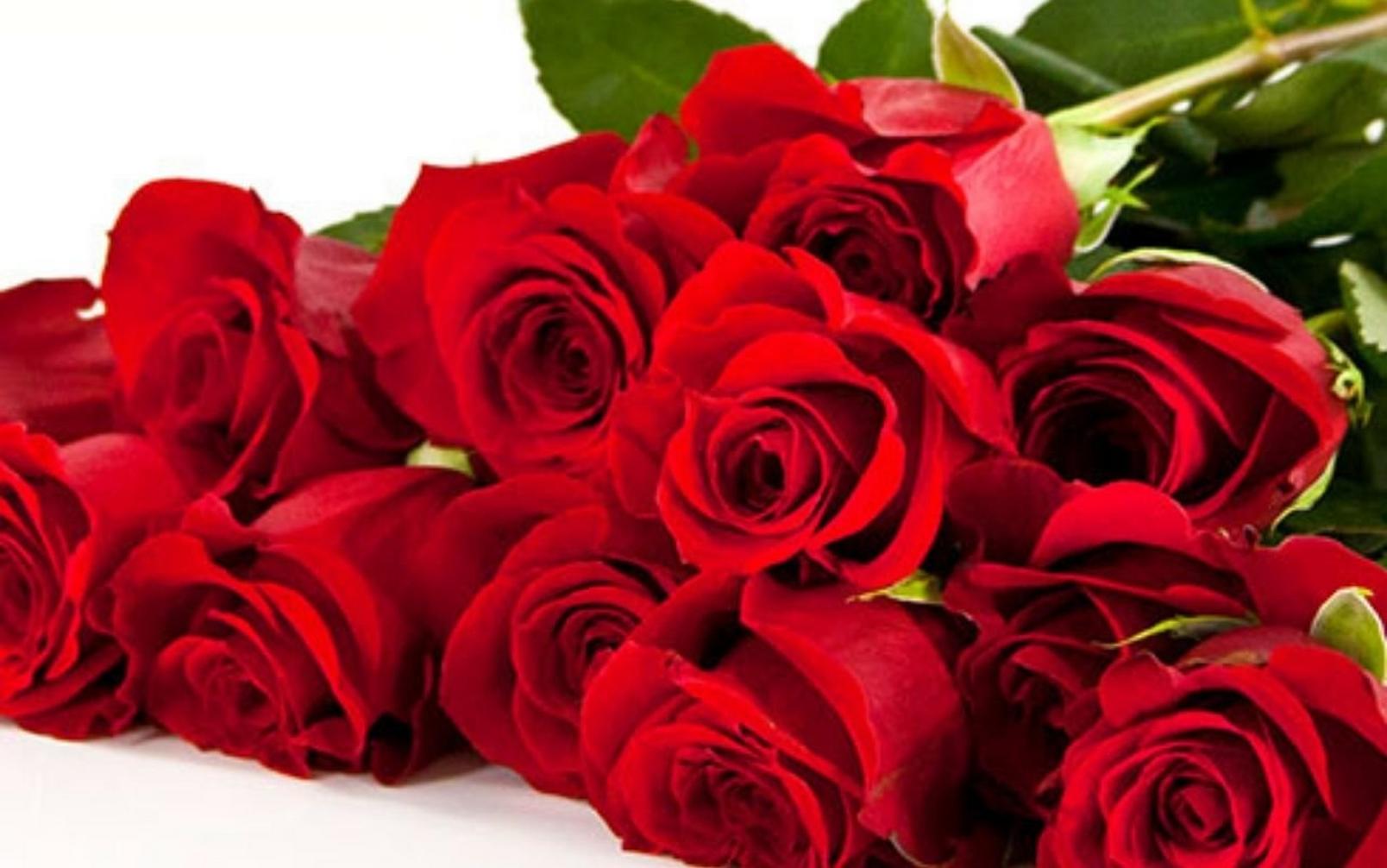 bunch-red-roses-white-background