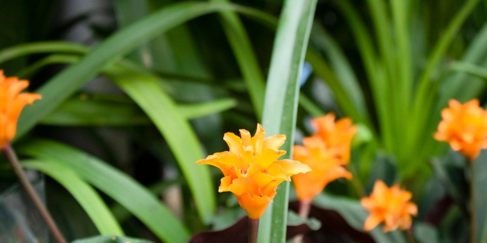 calathea-orange-flower