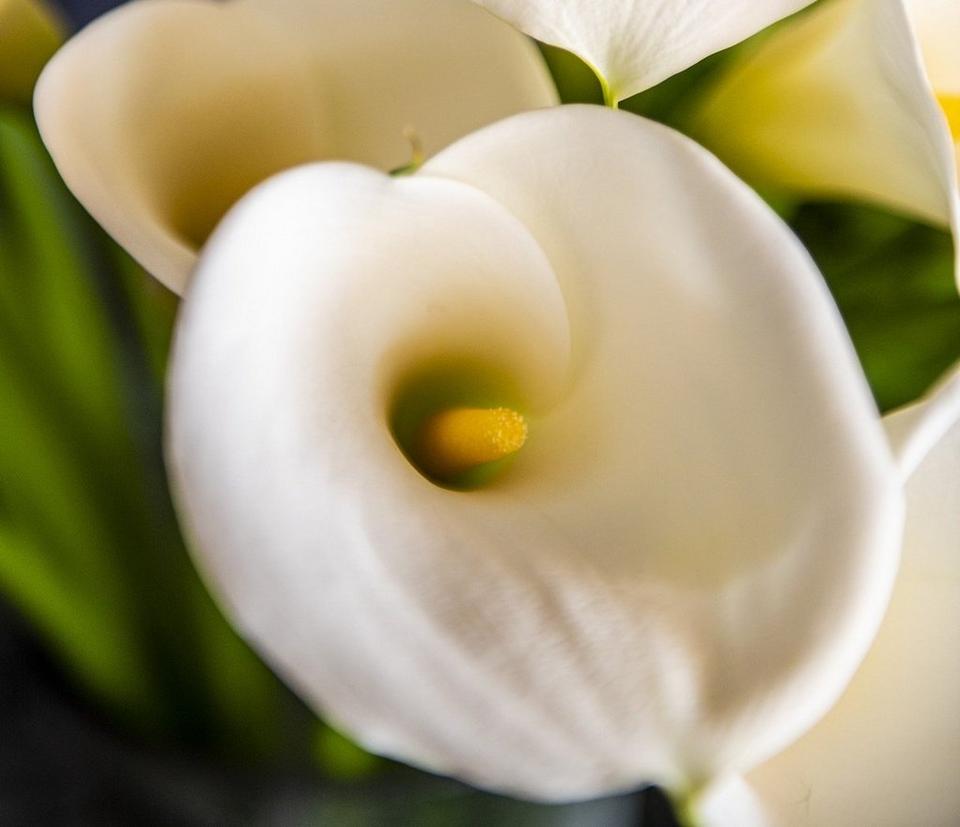 calla-lilies-cropped