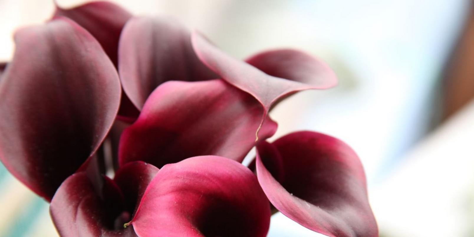 calla-lilies-deep-red-flowers