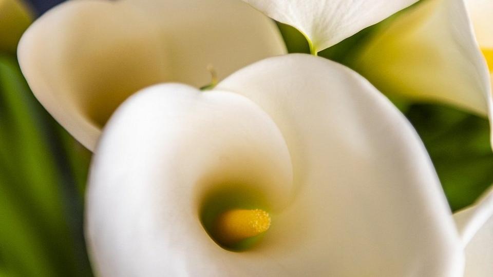 calla-lilies-white