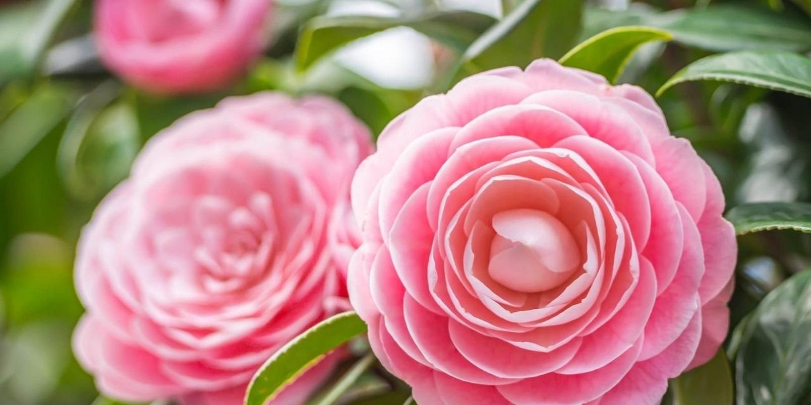 camelia-pink-flowers