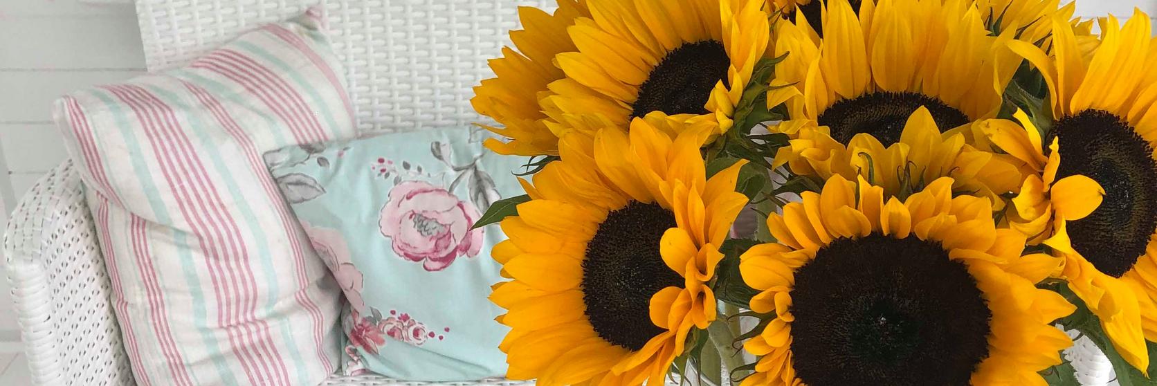 care-tips-sunflowers-ultimate-guide