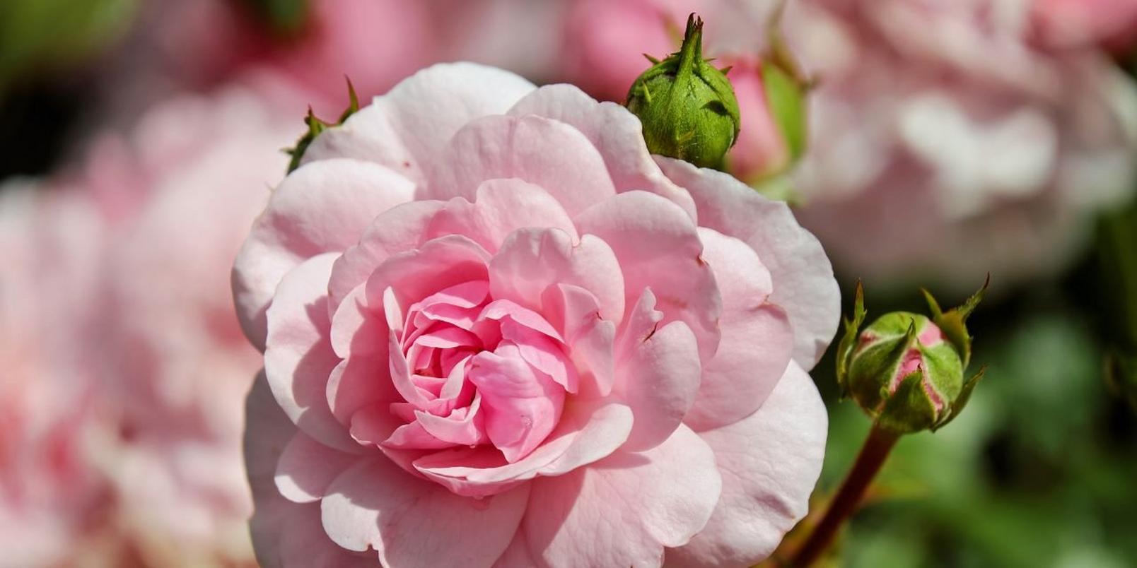 carmellia-pink-flower