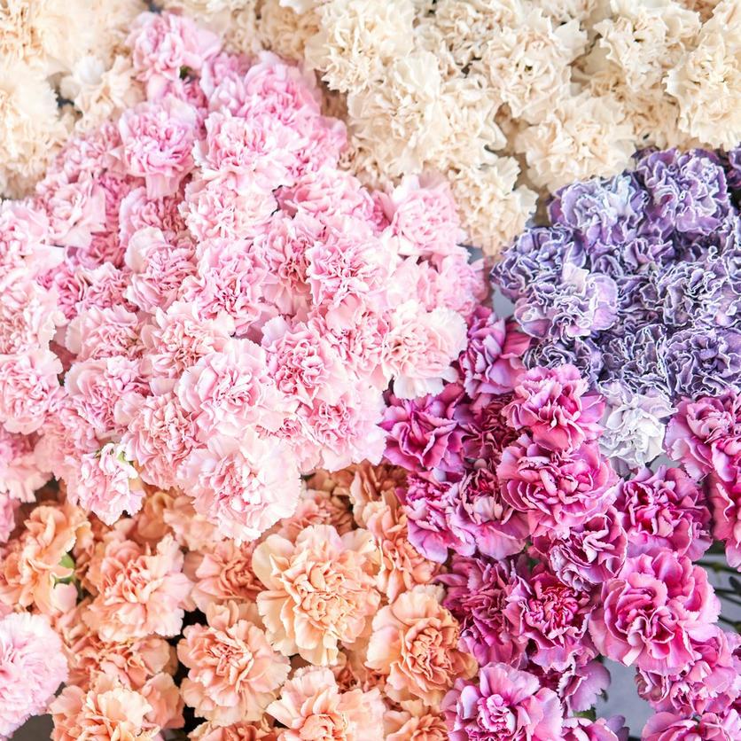 carnation-multicoloured-flowers