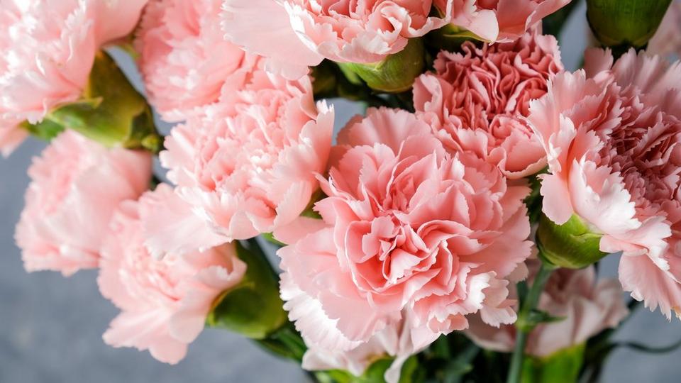 carnation-pink-flowers