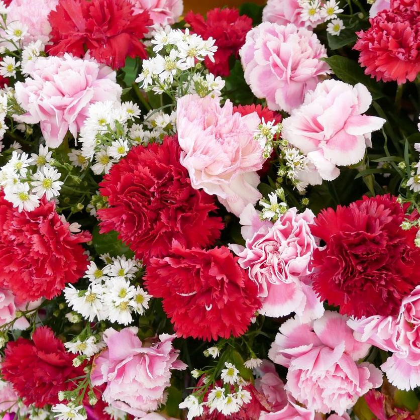 carnation-pink-red-flowers