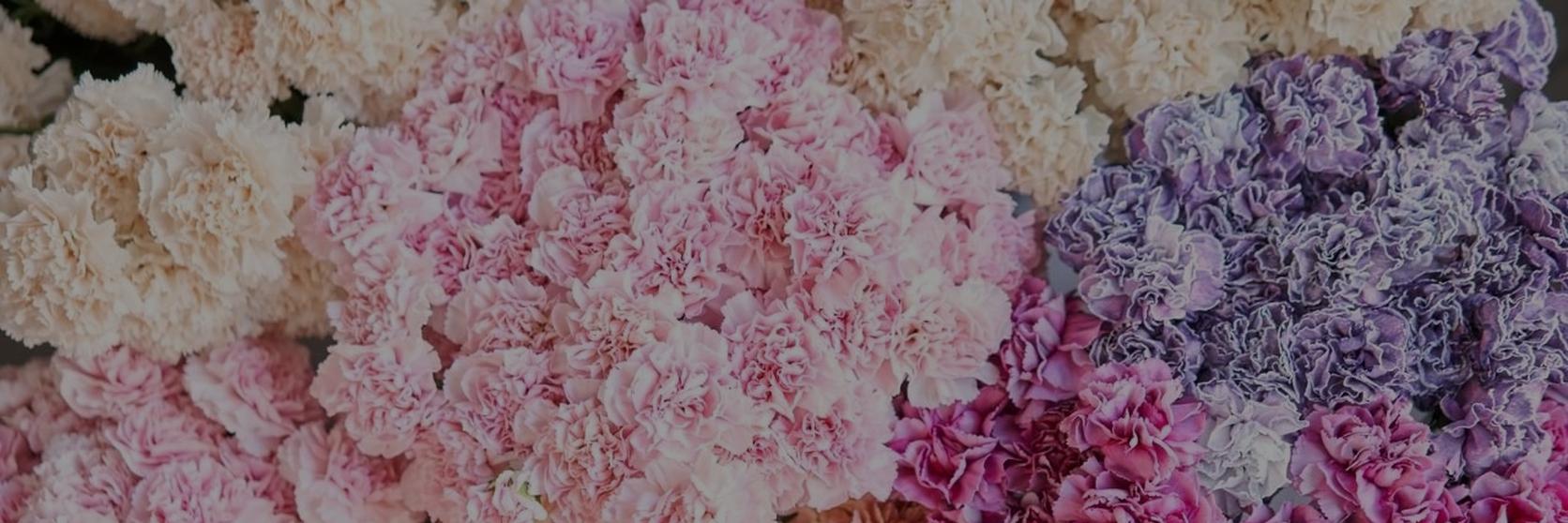 carnations-multicoloured-pastel-flowers