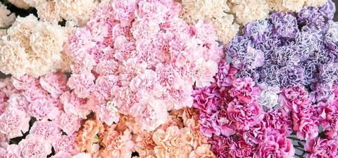 carnations-multicoloured-pastel-flowers