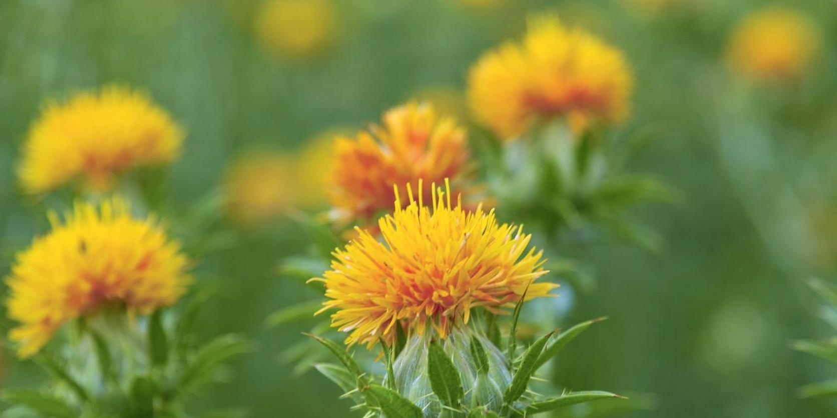 carthamus-yellow-flower