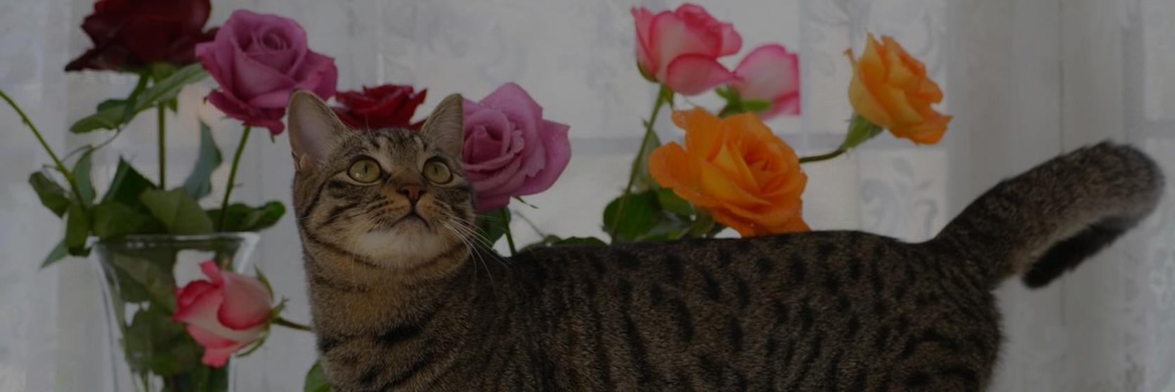 cat-infront-vase-flowers