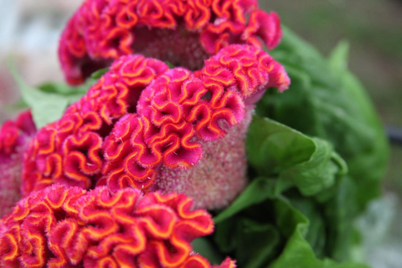 celosia-red-pink-plant