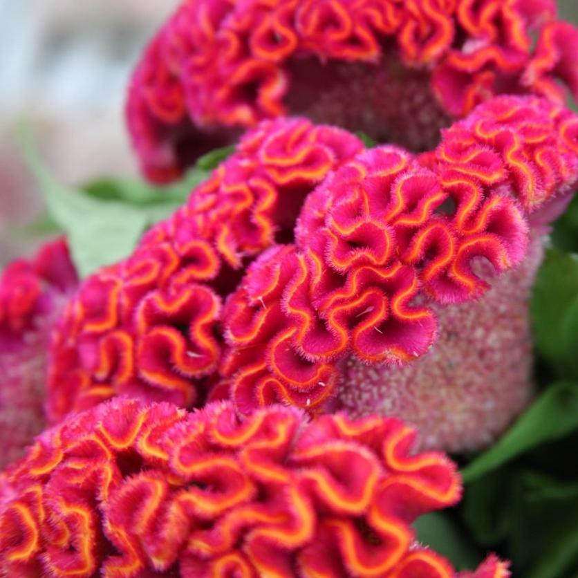 celosia-red-pink-plant