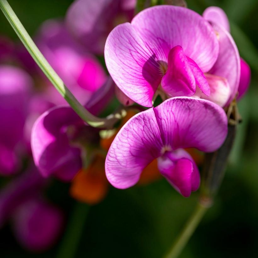 cerise-sweet-peas