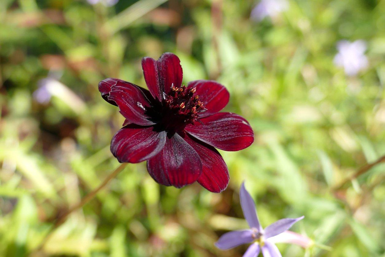 chocolate-cosmos-interflora